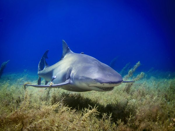 Comment organiser une aventure de plongée avec les requins-tigres aux Bahamas : conseils et sécurité ?