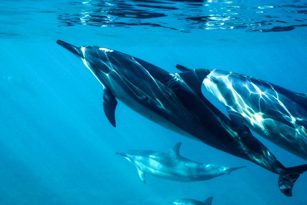 Comment organiser une croisière qui propose des excursions pour observer les baleines à bosse en Norvège?