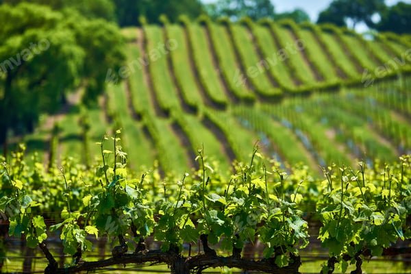 L'art de la vinification au cœur de la vallée du rhône